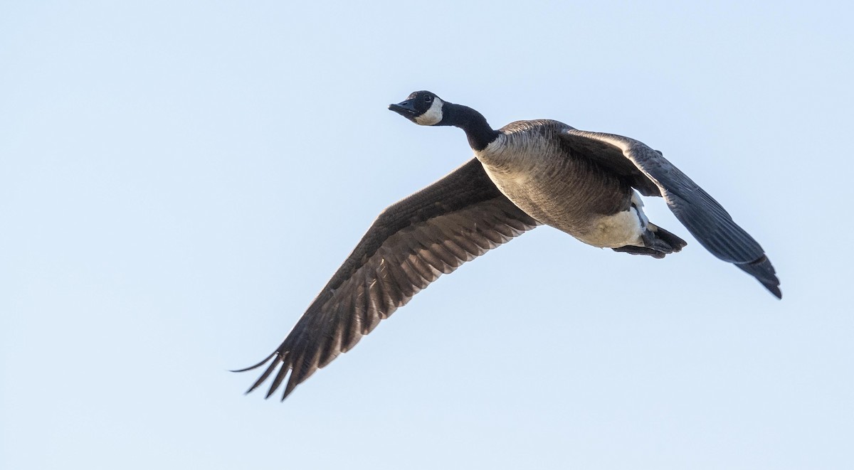Canada Goose - ML644551281