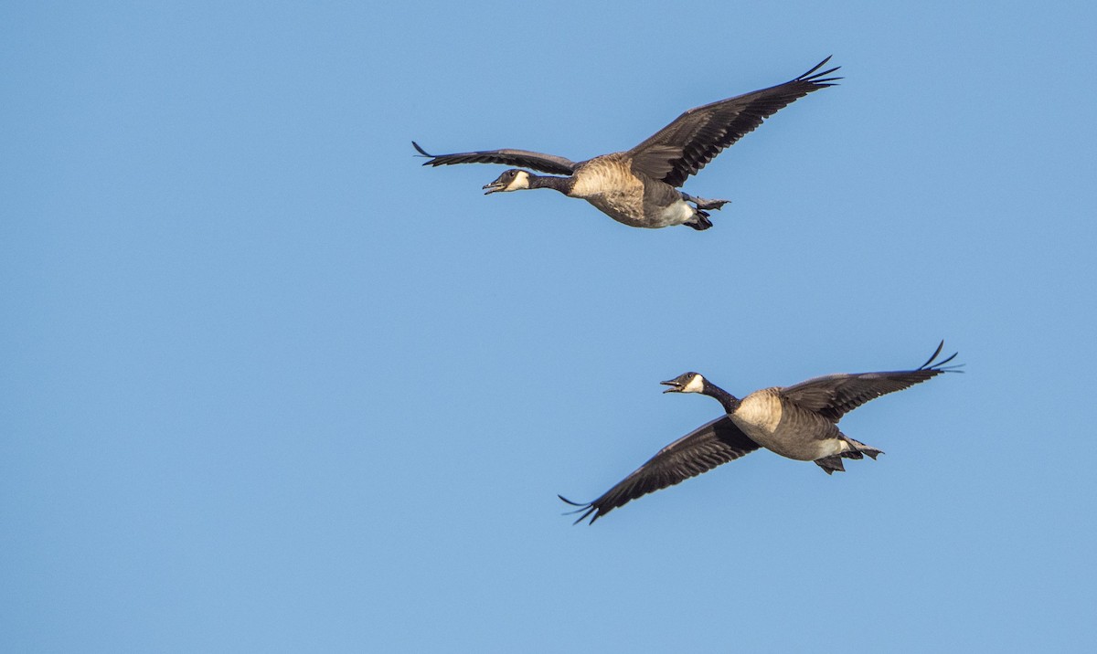 Canada Goose - ML644551282