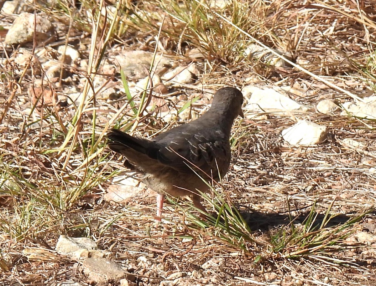 Common Ground Dove - ML644551283