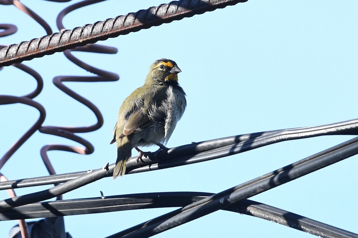 Goldbrauen-Gimpeltangare - ML644551285