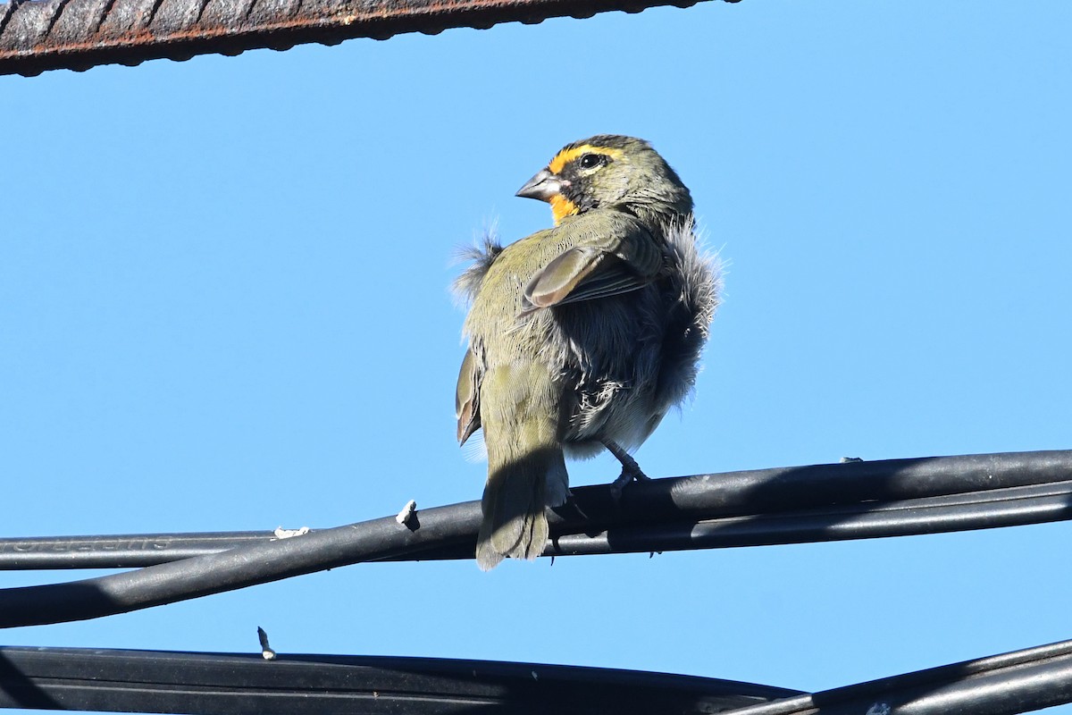 Goldbrauen-Gimpeltangare - ML644551286