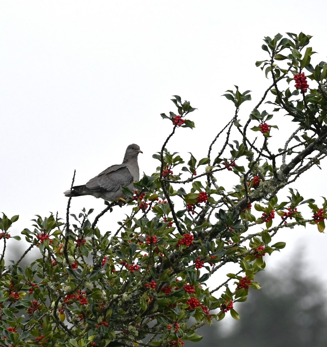 Band-tailed Pigeon - ML644551287