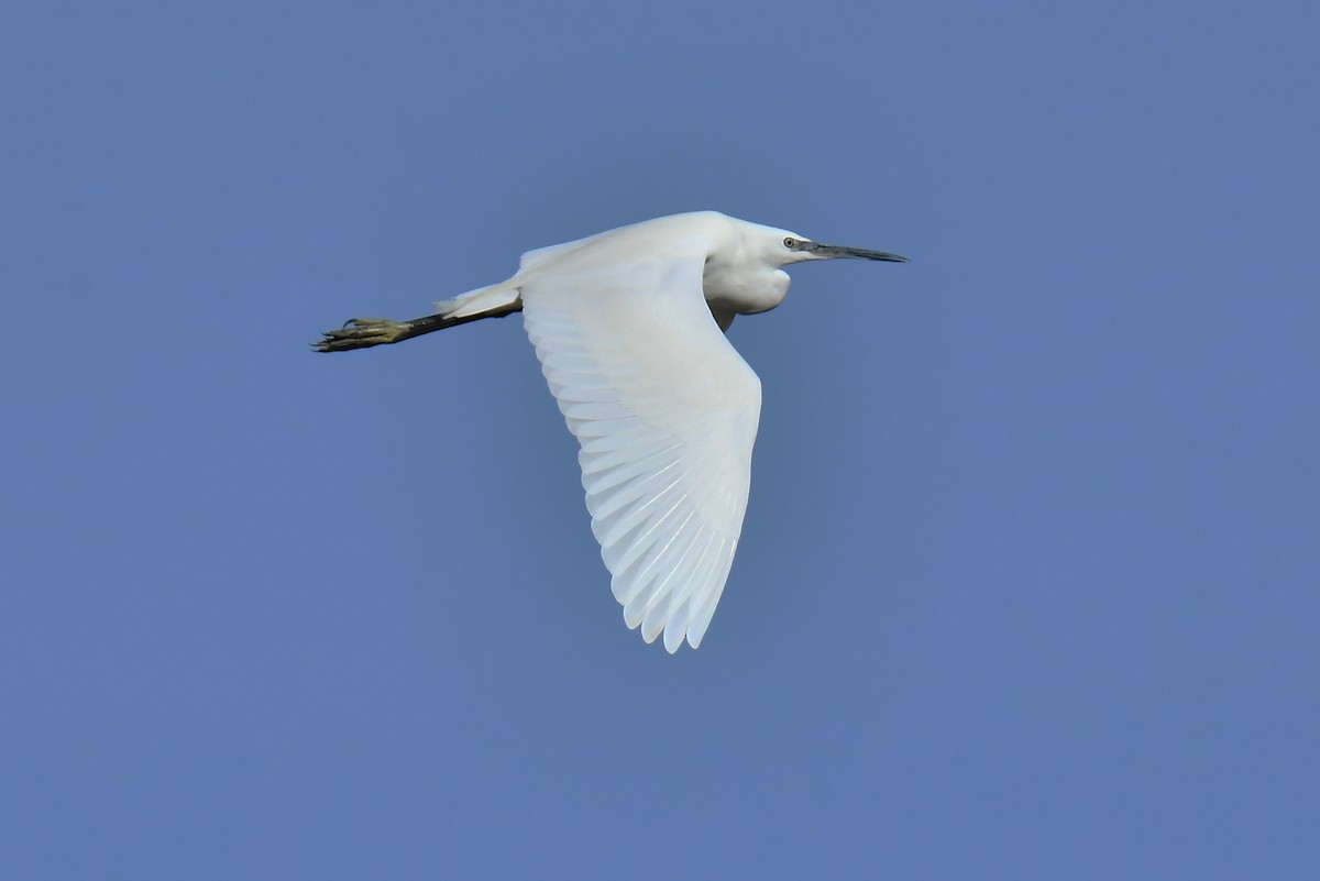 Little Egret - ML644551292