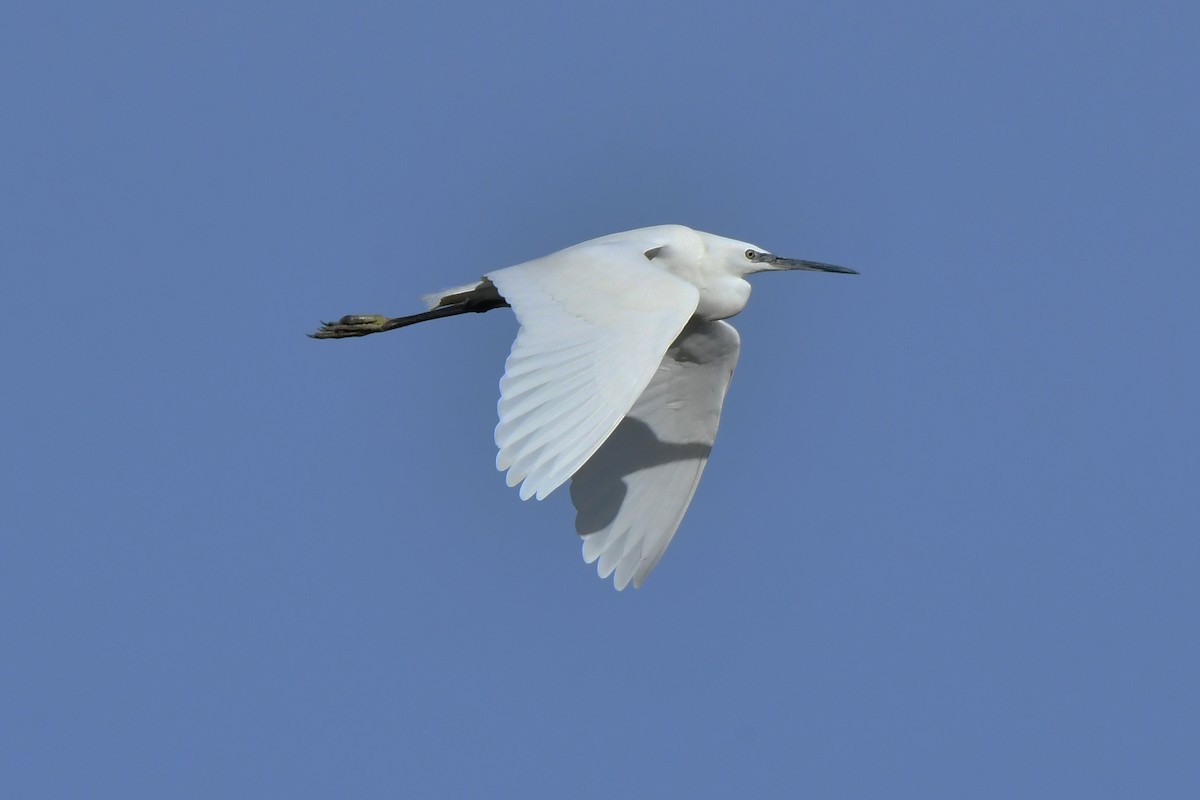 Little Egret - ML644551293