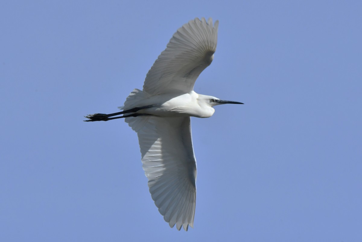Little Egret - ML644551294