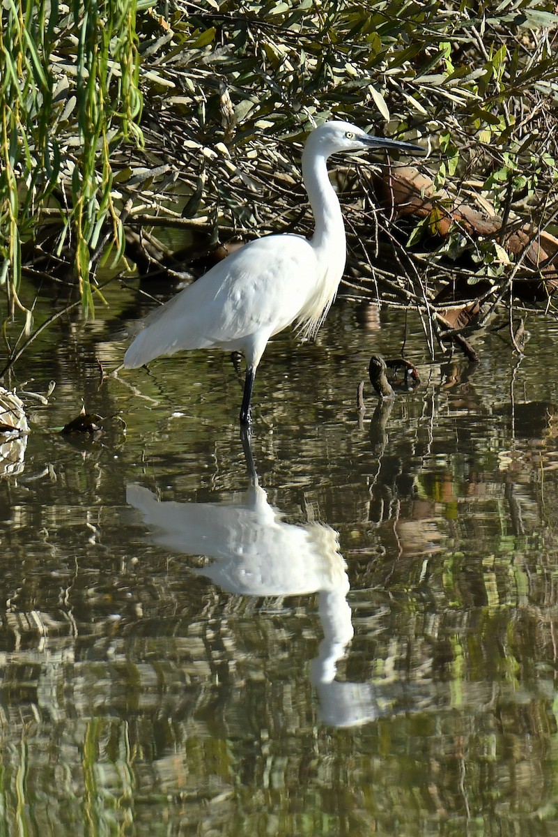 Little Egret - ML644551295