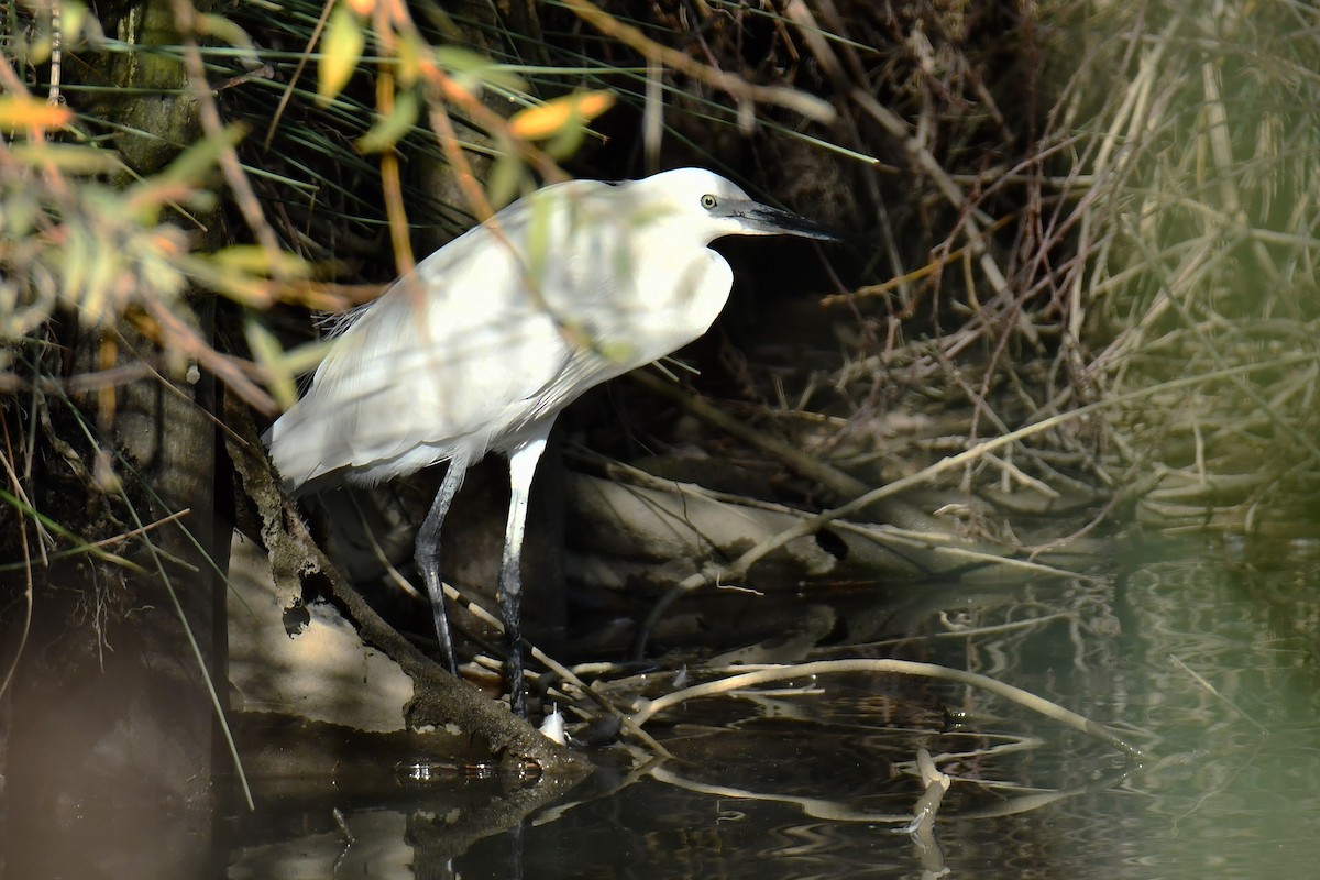 Little Egret - ML644551296