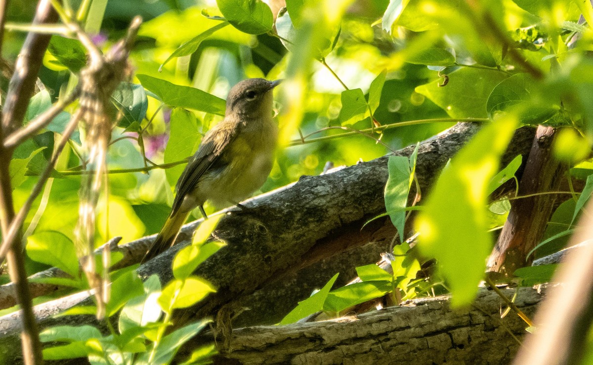 Kızıl Kuyruklu Ötleğen - ML644551308