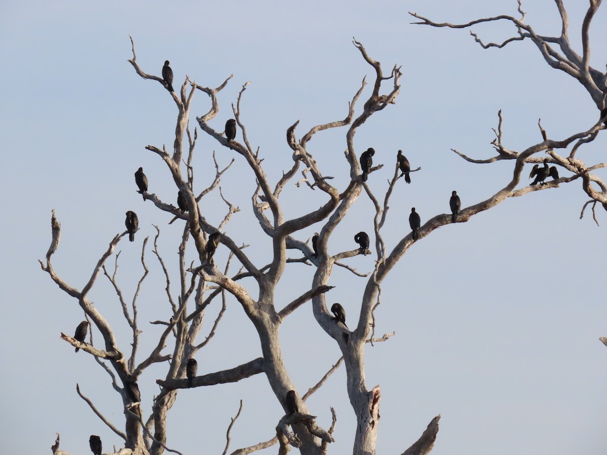 Little Black Cormorant - ML644551316