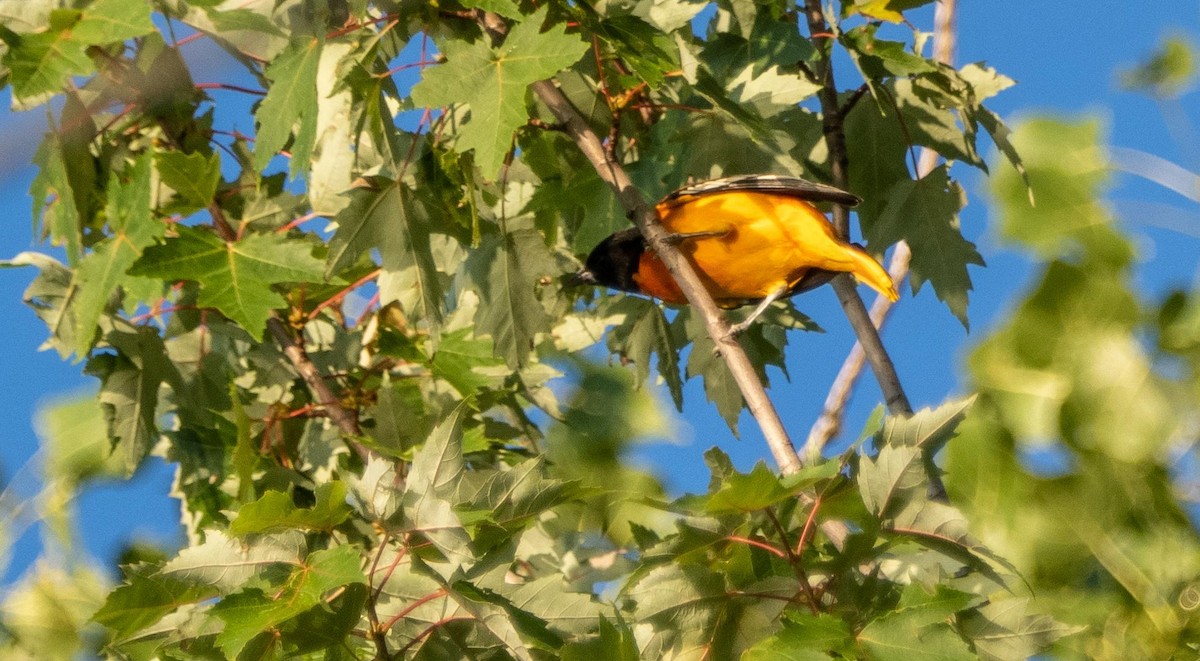 Oriole de Baltimore - ML644551317