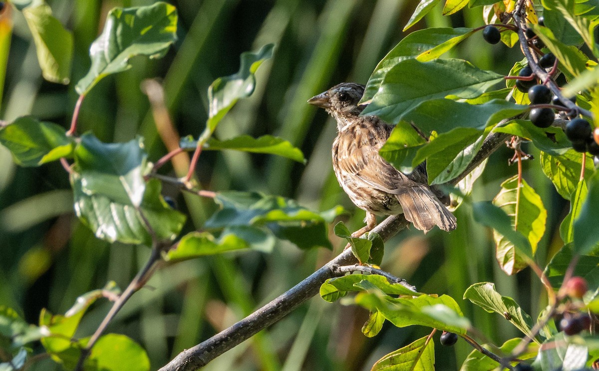 sangspurv - ML644551319