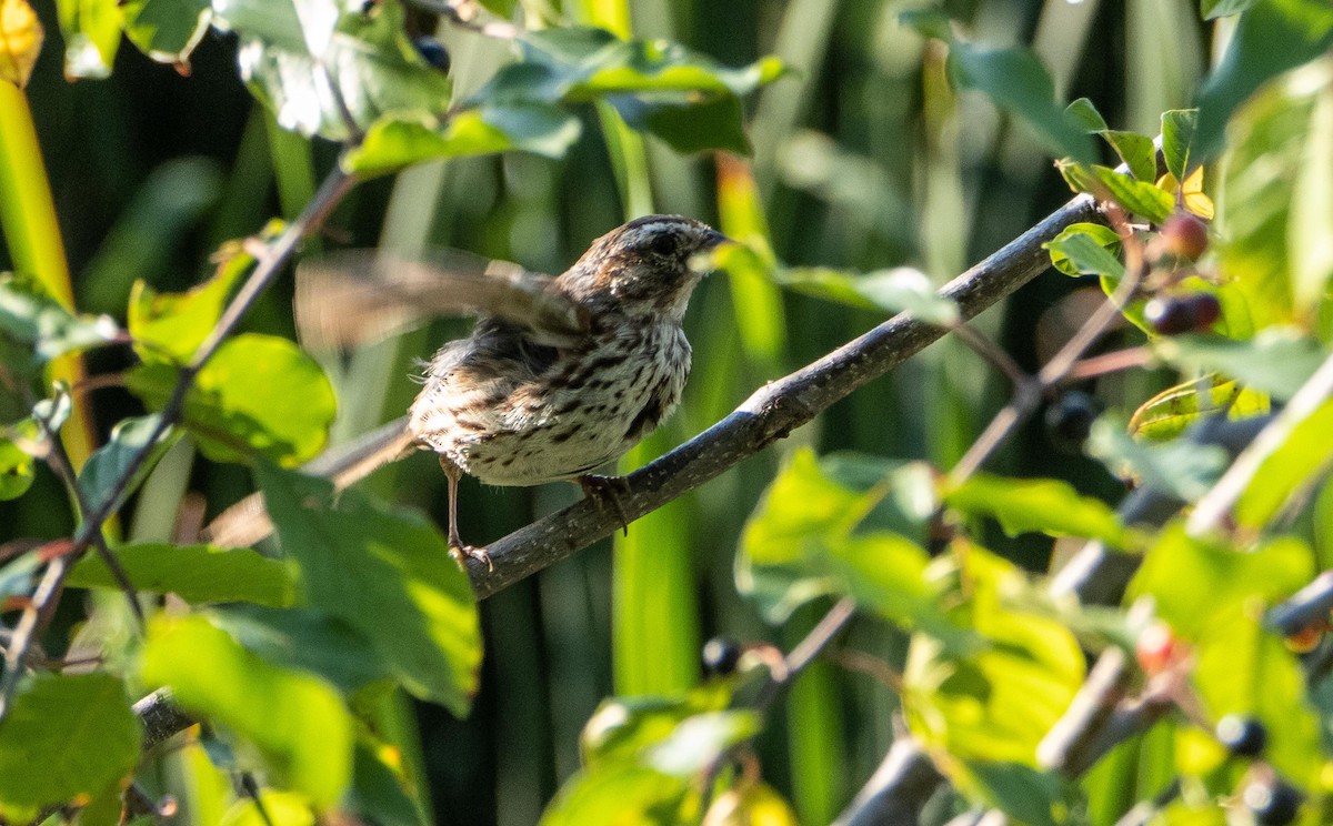 sangspurv - ML644551320