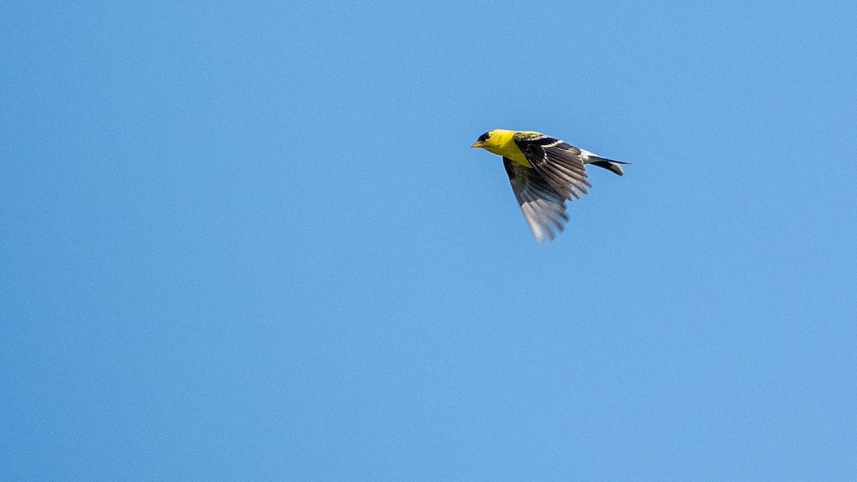 American Goldfinch - ML644551323