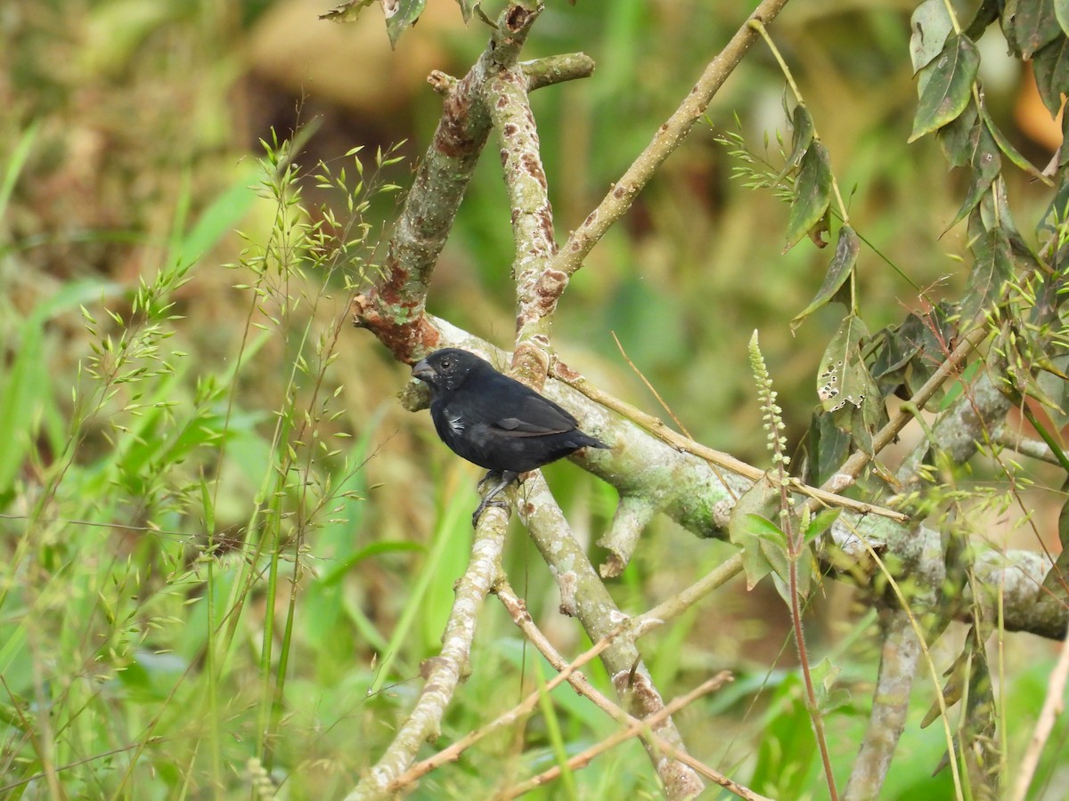 Чёрный просяночник - ML644551324