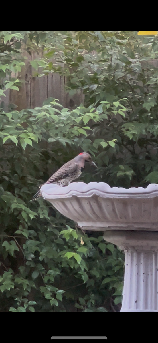 Pic flamboyant (auratus/luteus) - ML644551325