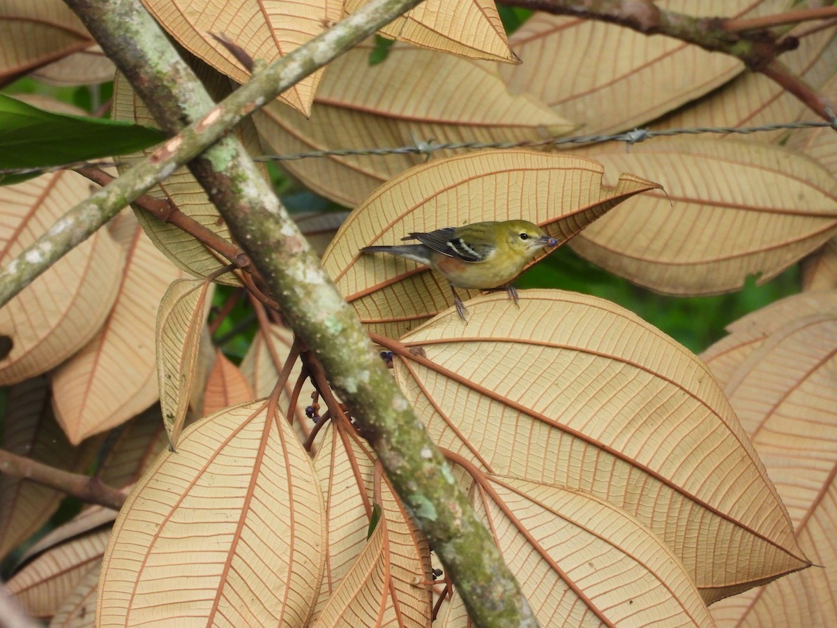 Kestane Gerdanlı Ötleğen - ML644551331