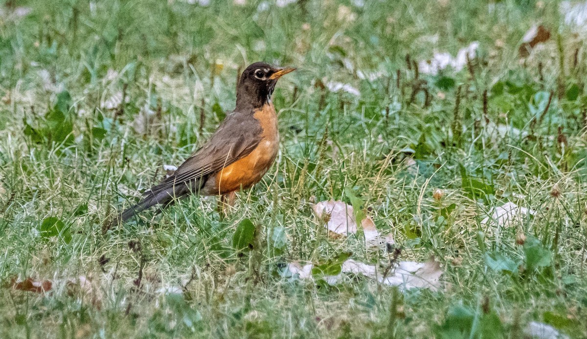 קיכלי נודד - ML644551335