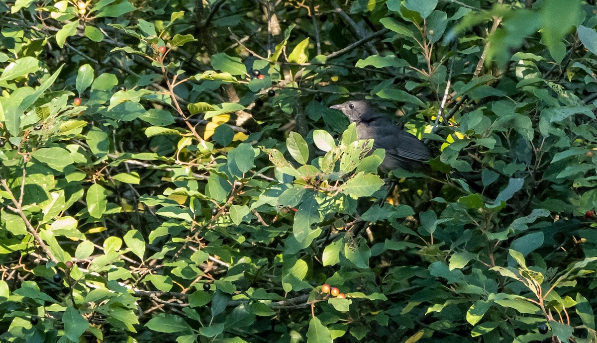 Gray Catbird - ML644551342
