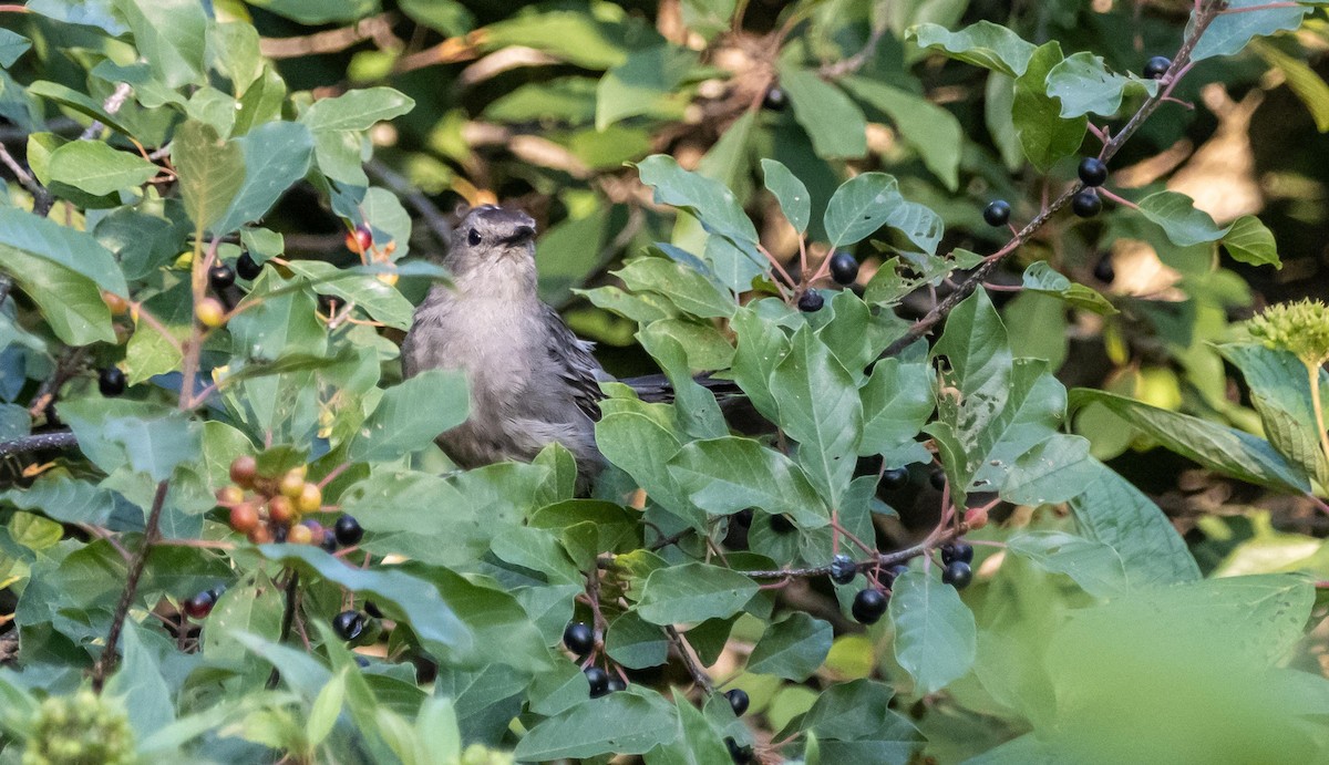 Gray Catbird - ML644551343