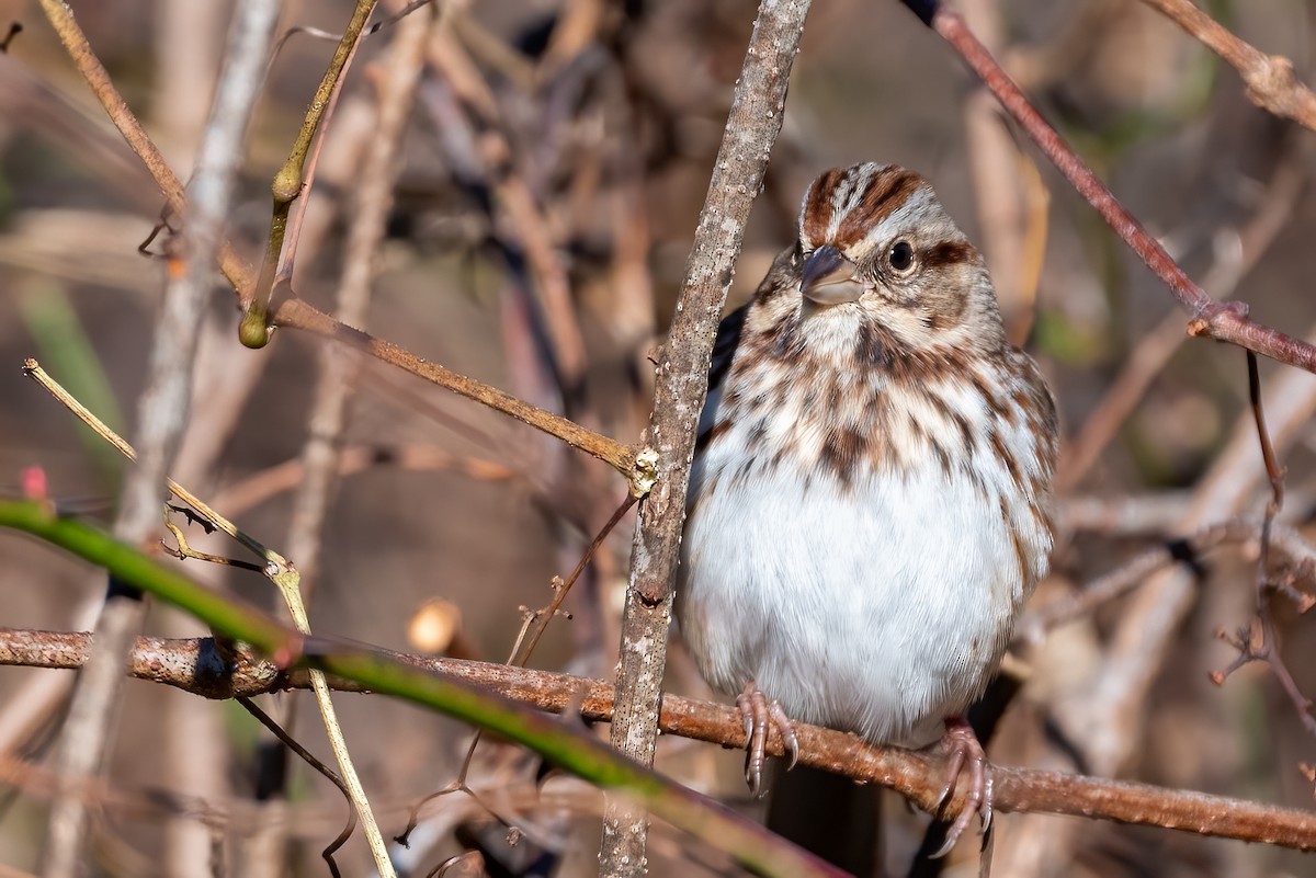 sangspurv - ML644551344