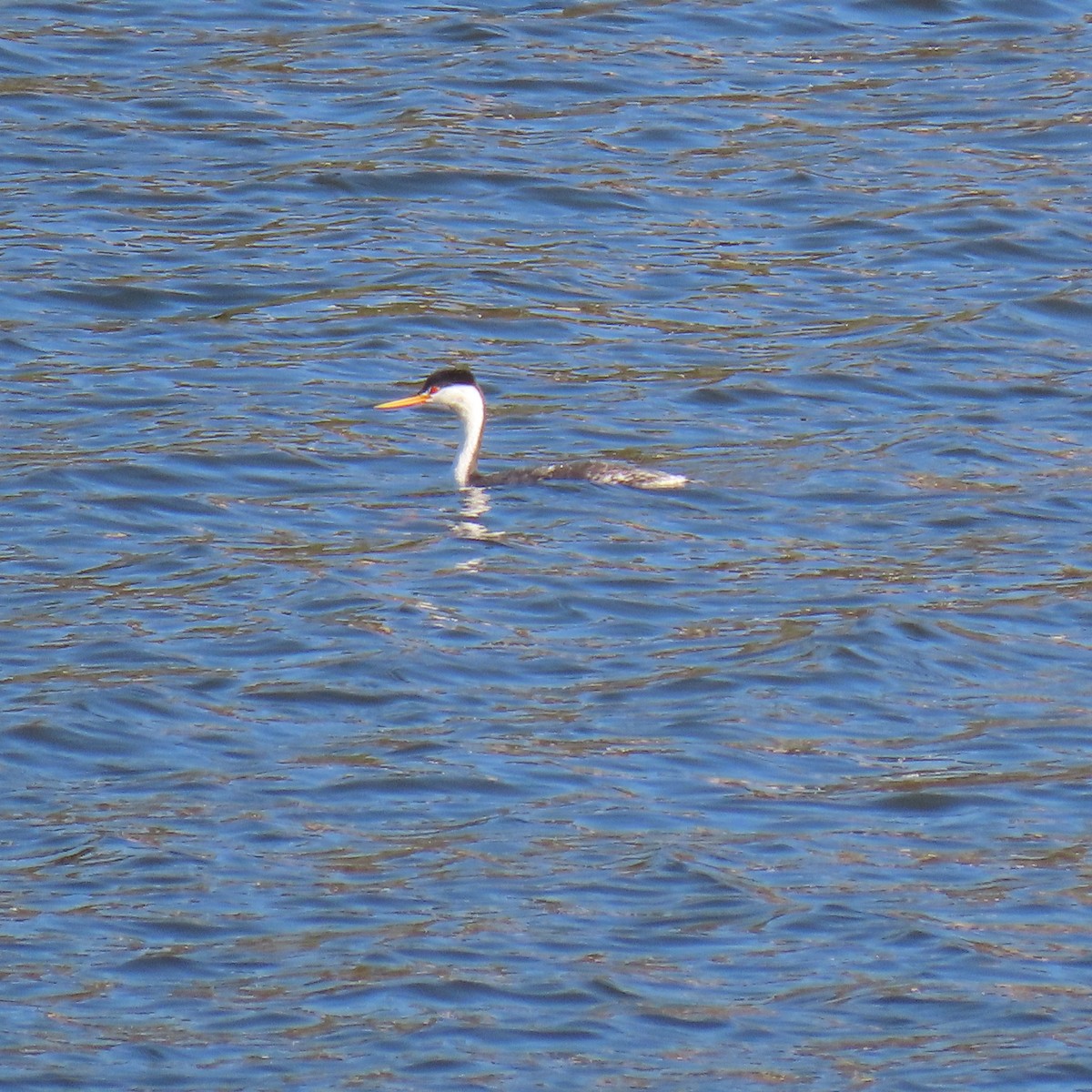 Clark murgila - ML644551347