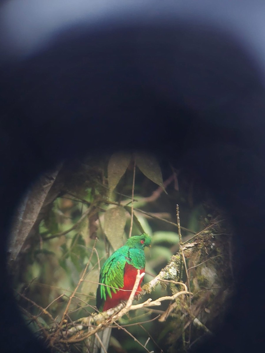 Crested Quetzal - ML644551348