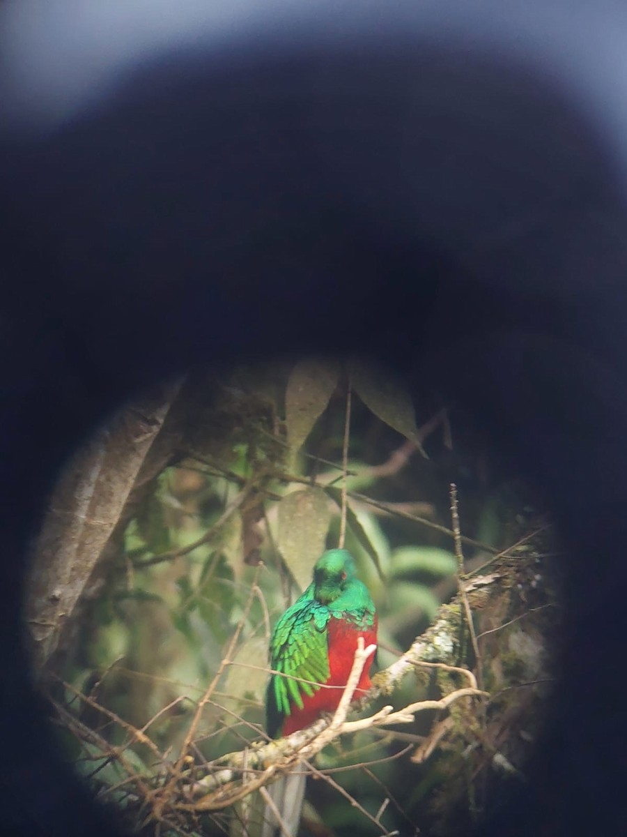 Crested Quetzal - ML644551349