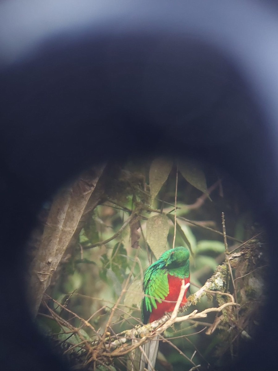 Crested Quetzal - ML644551350