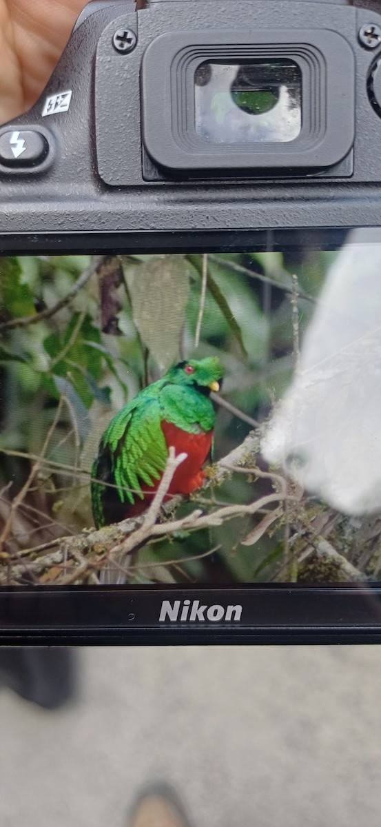 Crested Quetzal - ML644551351