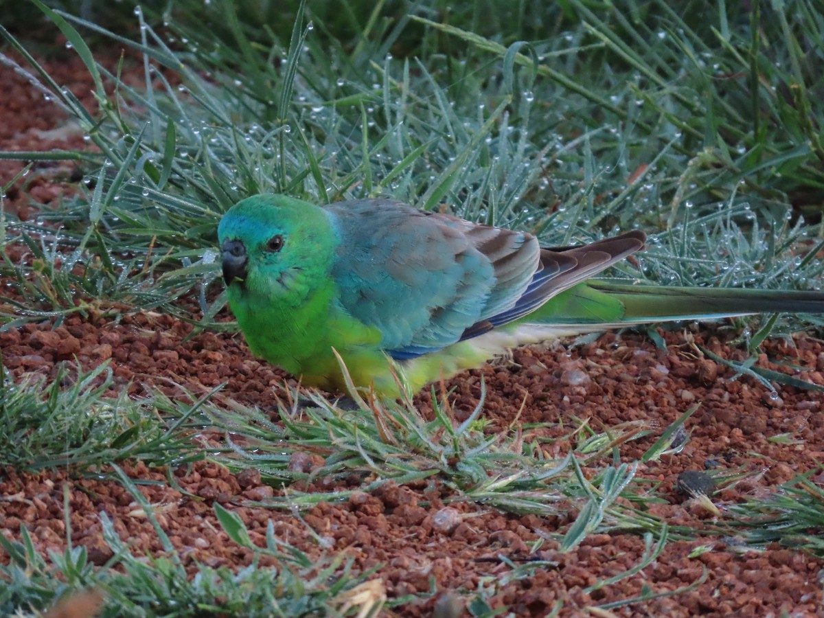 sangparakitt - ML644551354