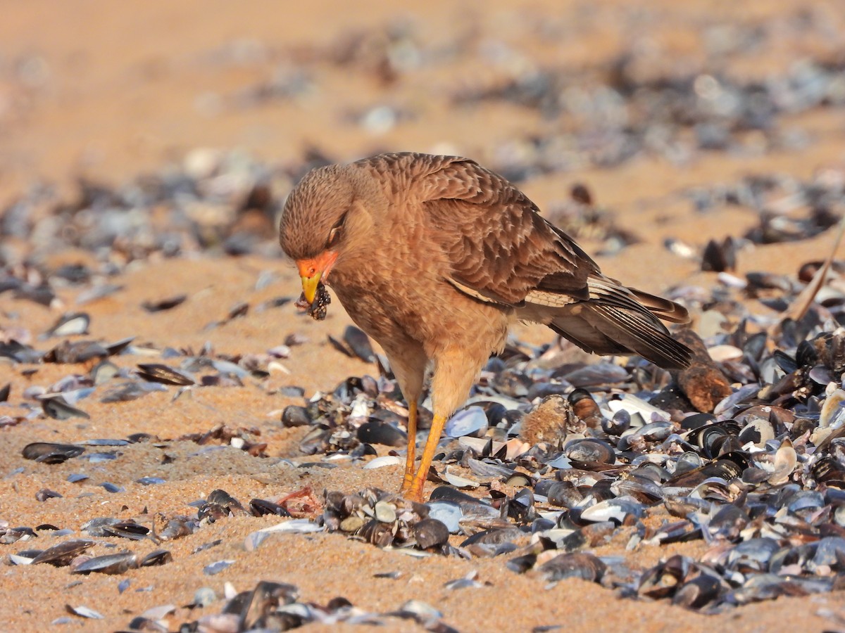 brunkarakara - ML644551357