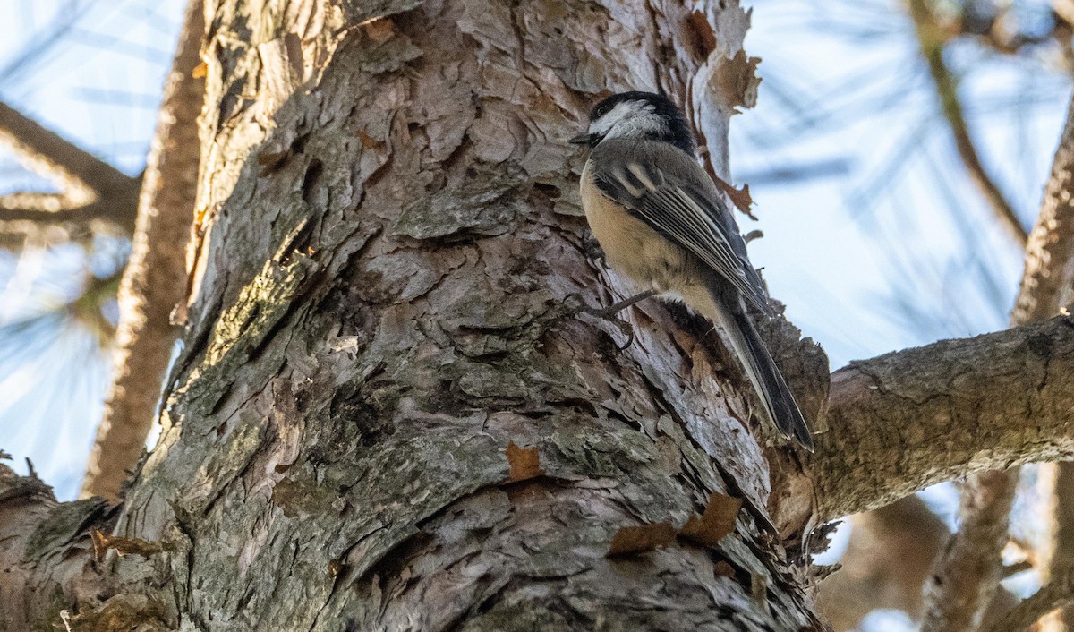 amerikameis - ML644551360