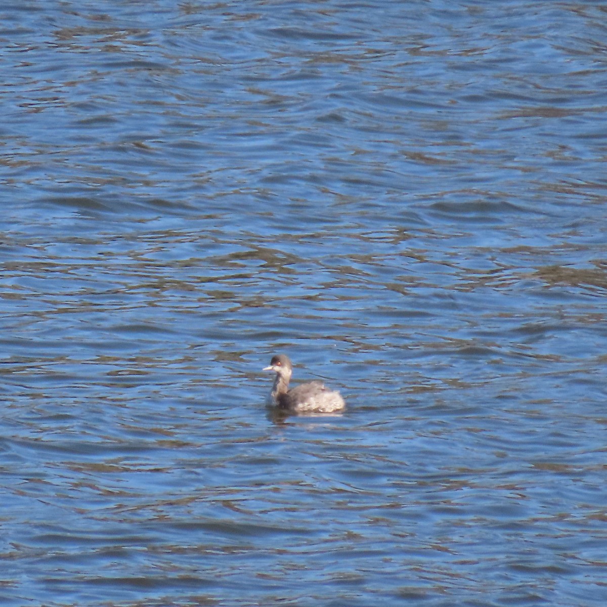 svarthalsdykker - ML644551361