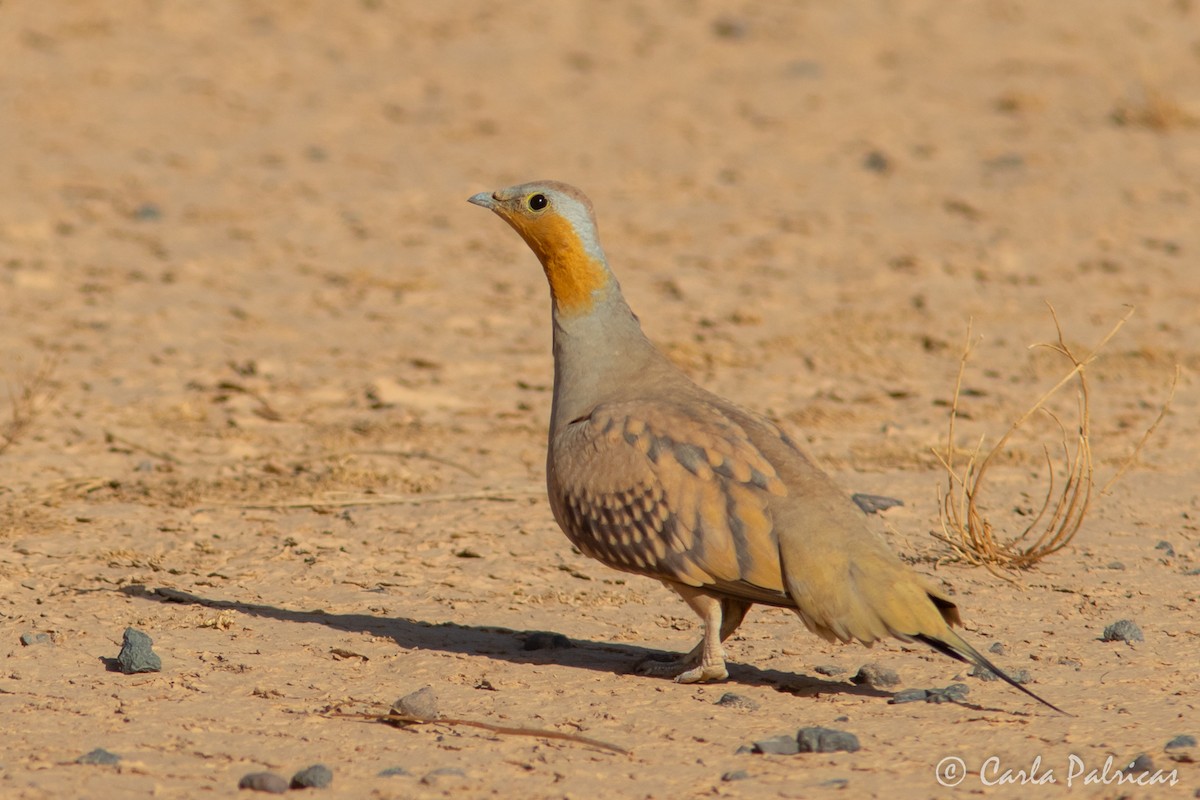 prikksandhøne - ML644551362