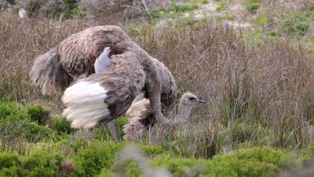 slettestruts - ML644551363