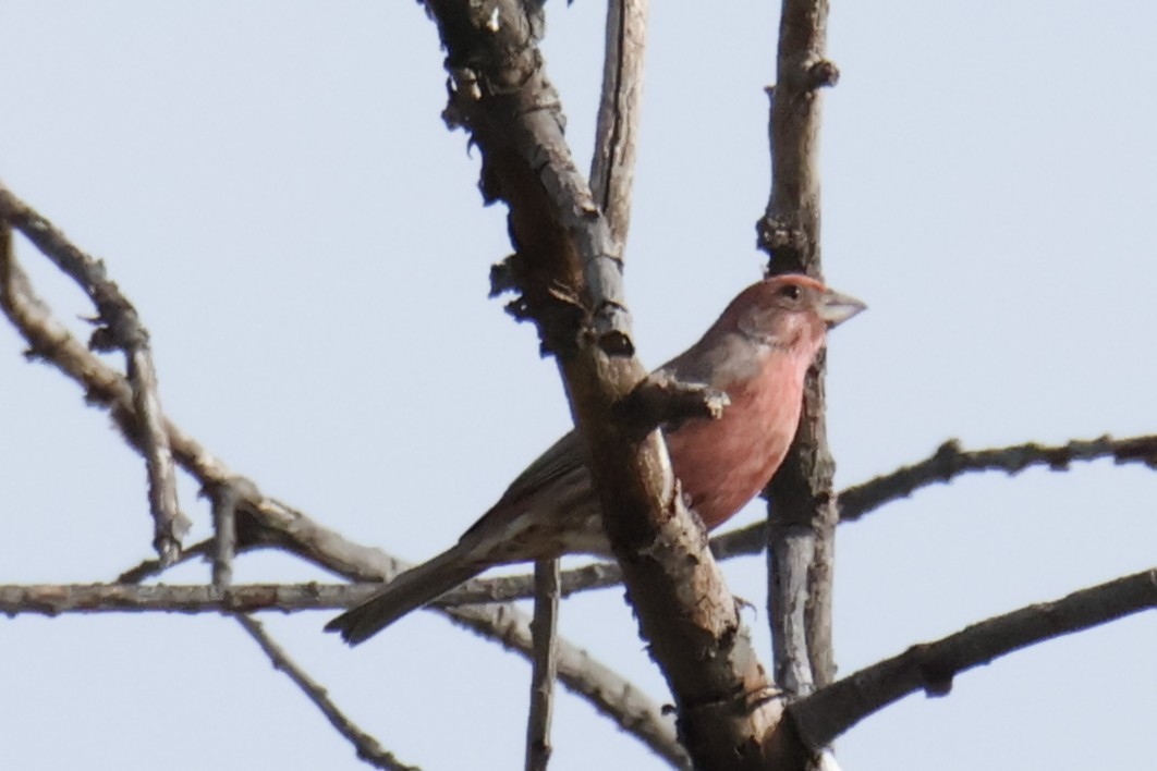 husrosenfink - ML644551364