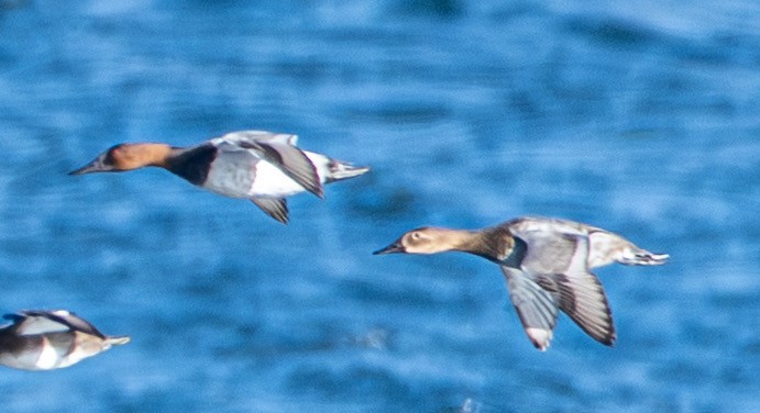 kanvasand - ML644551366