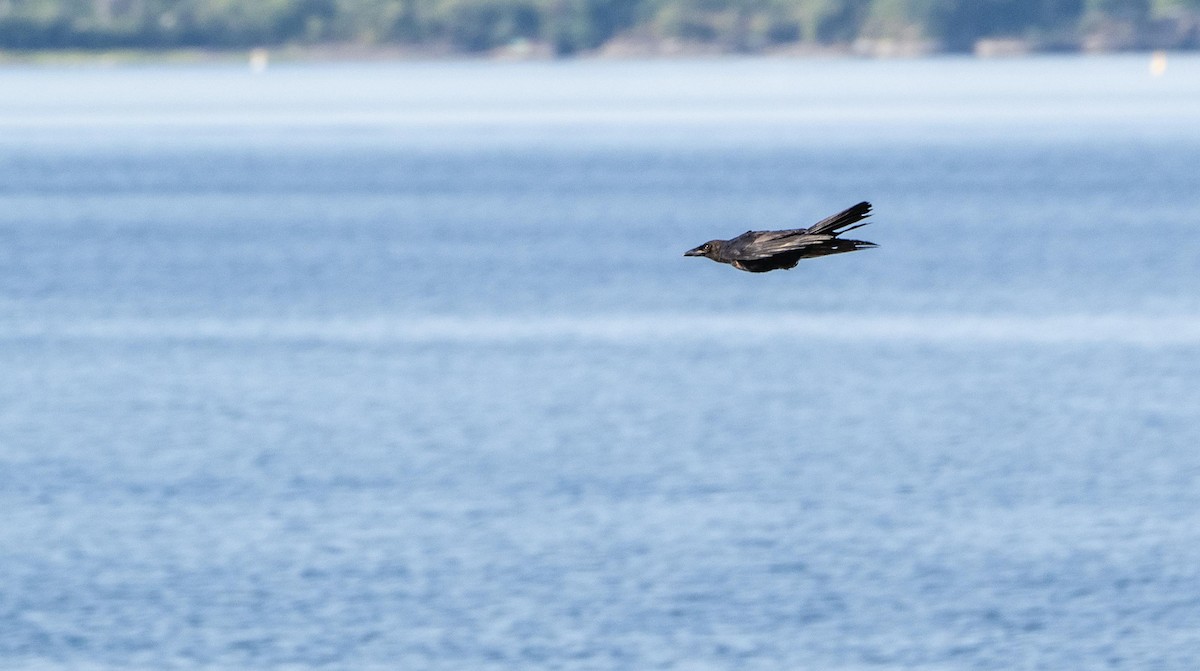 amerikakråke - ML644551368