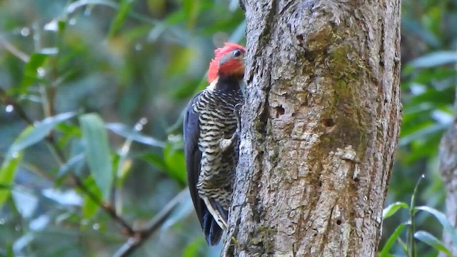 Pic casqué - ML644551371