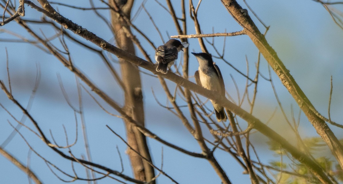 østkongetyrann - ML644551372