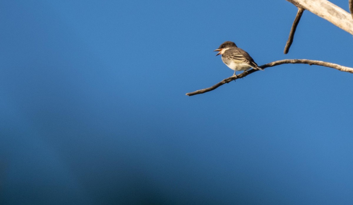 østkongetyrann - ML644551373