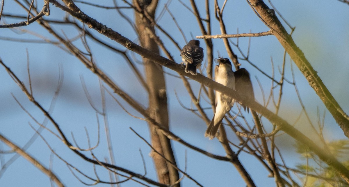 østkongetyrann - ML644551374