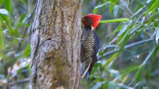 Pic casqué - ML644551375