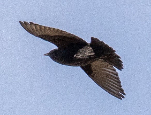 middelhavsstær - ML644551376