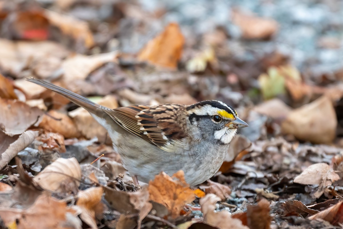 hvitstrupespurv - ML644551377