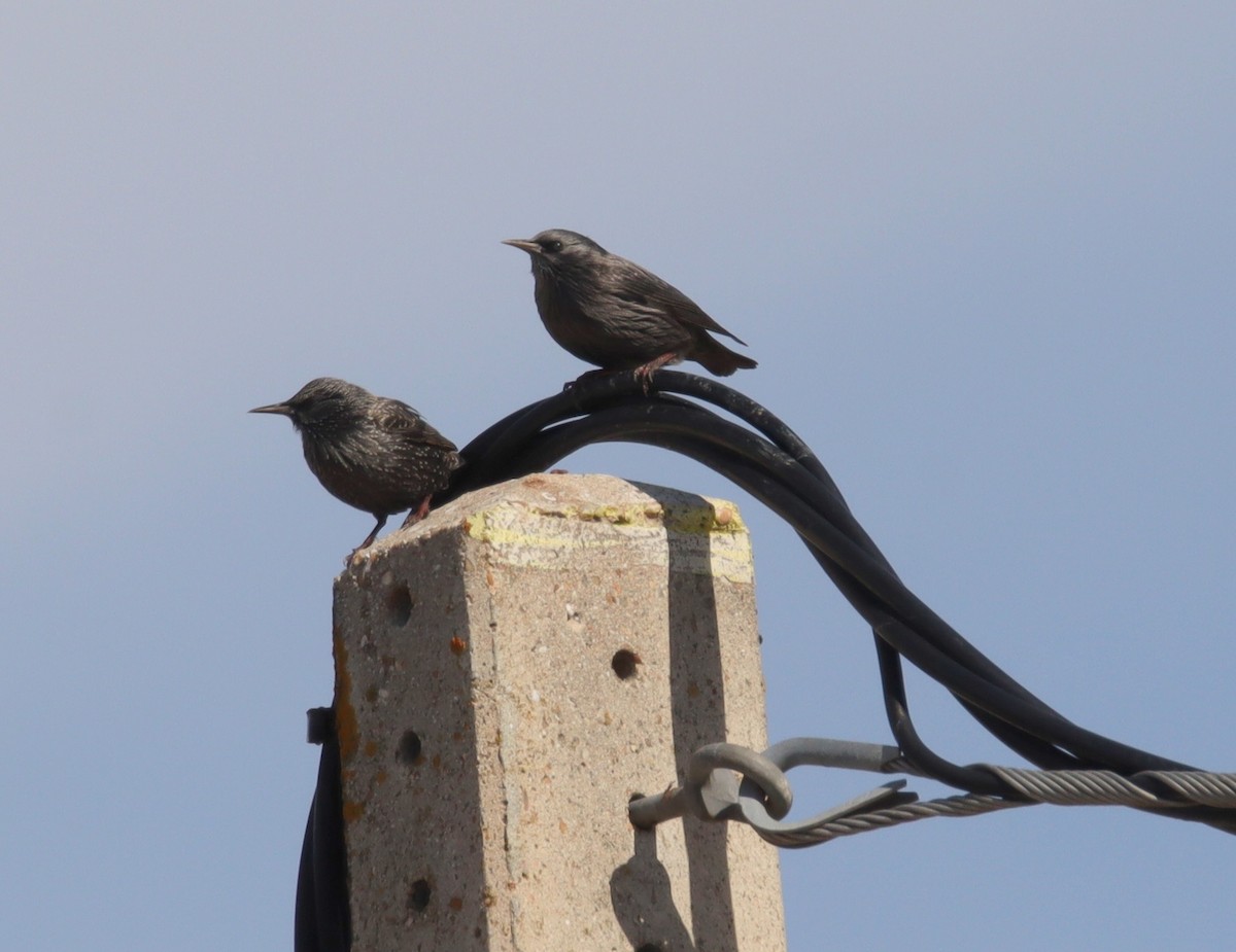 middelhavsstær - ML644551378