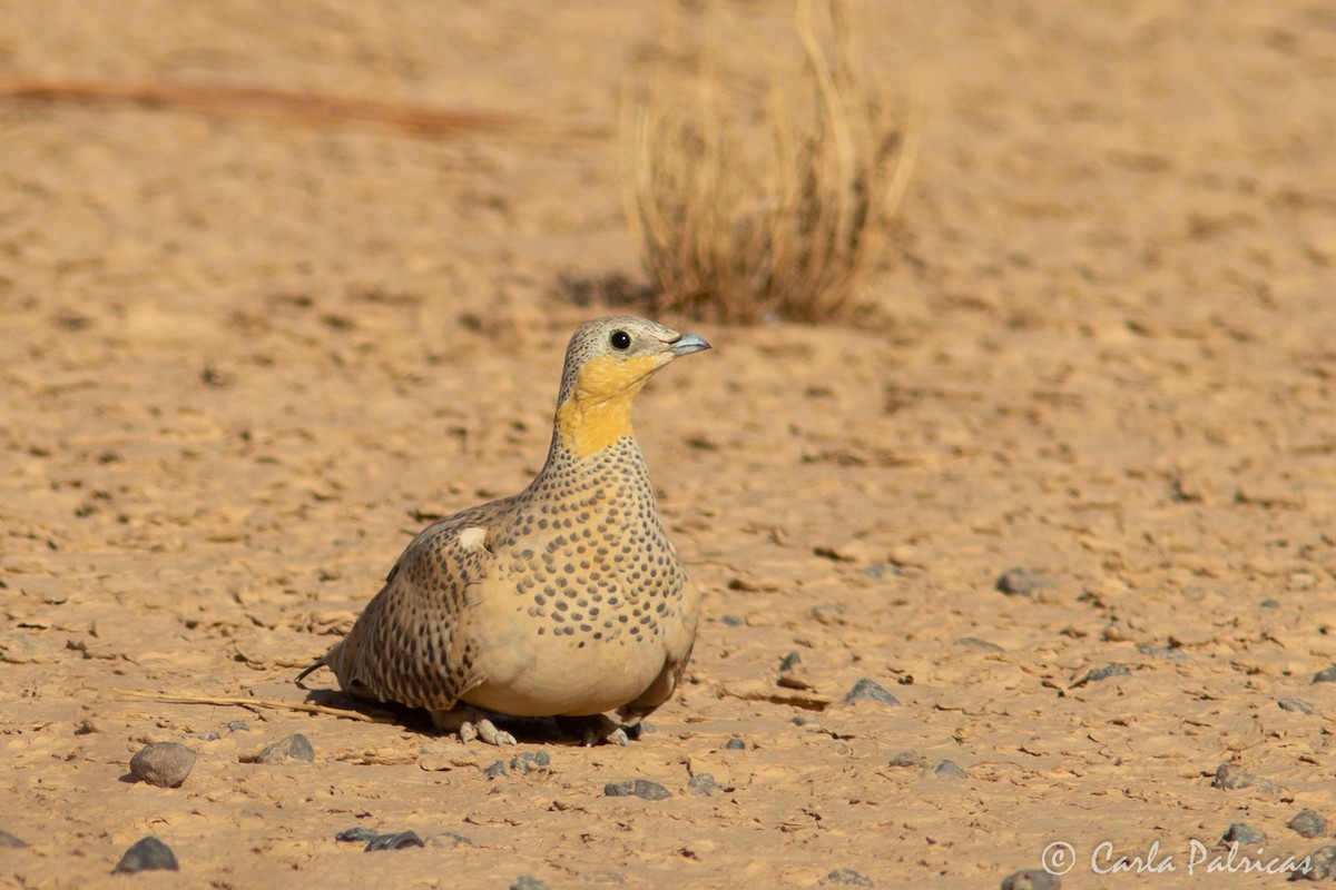 prikksandhøne - ML644551379