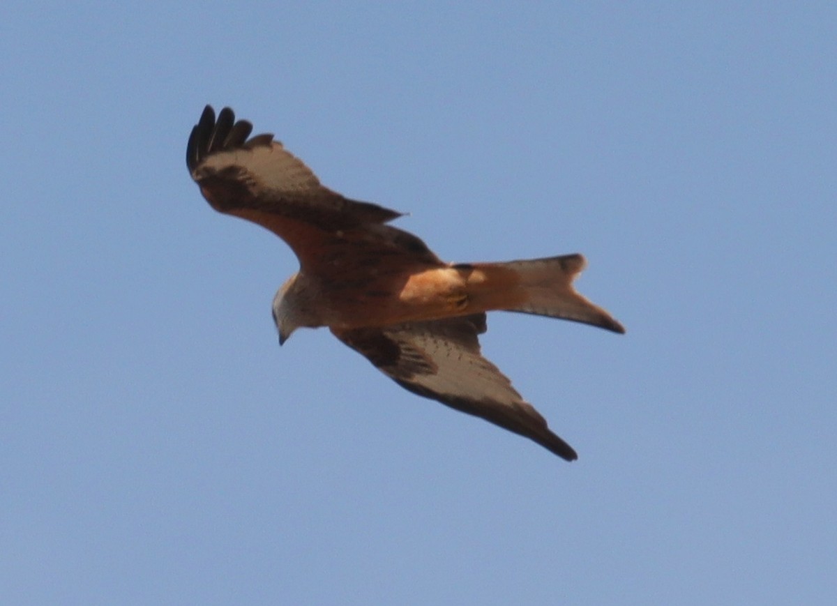 rødglente - ML644551381