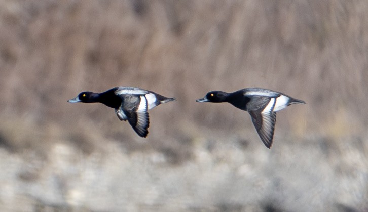 purpurhodeand - ML644551382