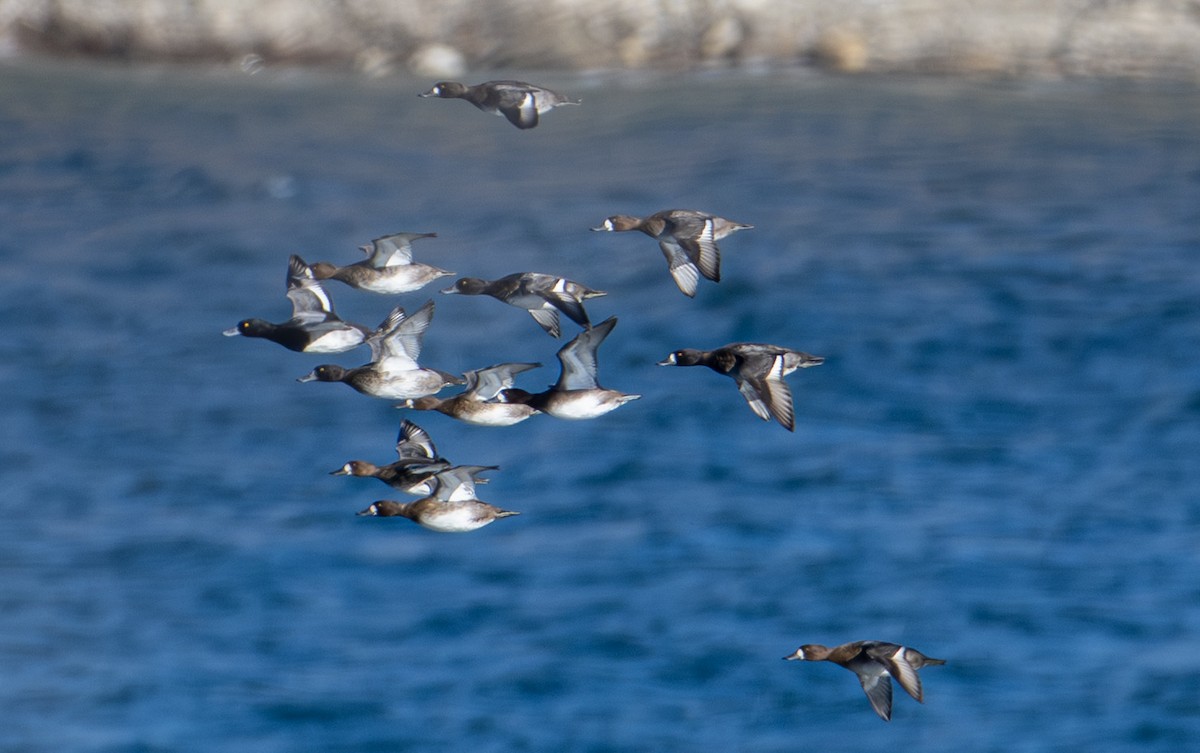 purpurhodeand - ML644551383